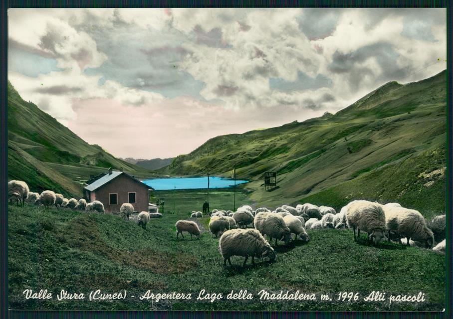 Cuneo Argentera Lago della Maddalena Pecore Foto FG cartolina MZ0662 – fronte