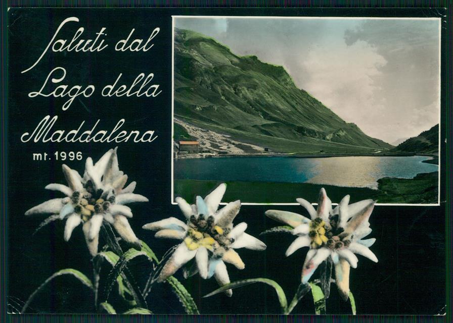 Cuneo Argentera Lago Maddalena Saluti da Stelle Alpine Foto FG cartolina MZ0663 – fronte