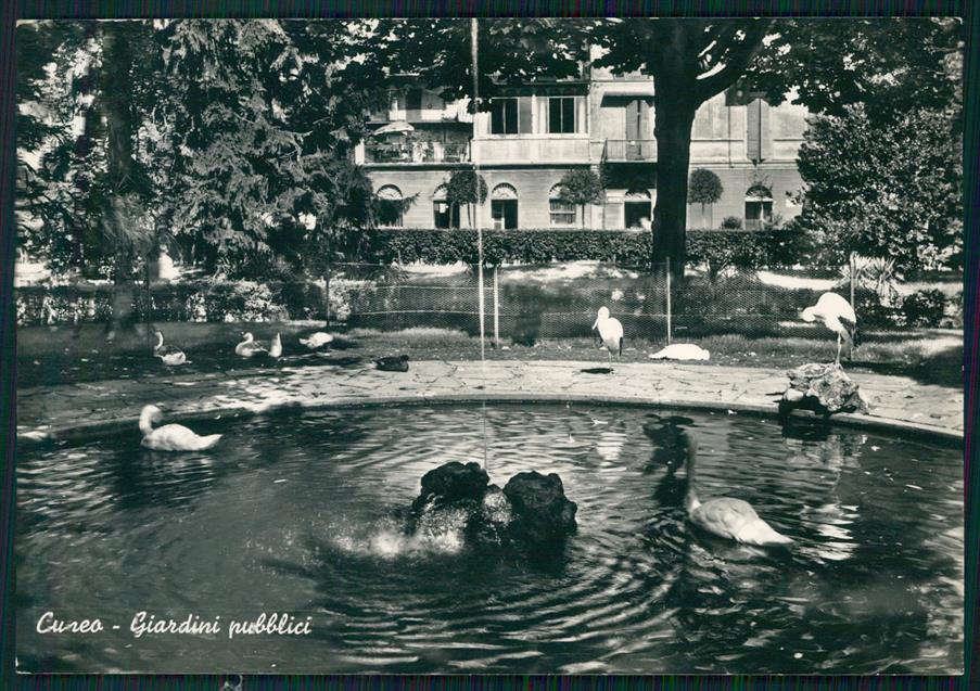 Cuneo città Giardini Pubblici Cigni Foto FG cartolina MZ0790 – fronte