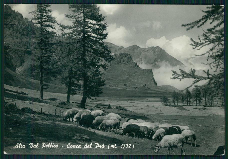 Torino Bobbio Pellice Conca del Prà Pecore ABRASA Foto FG cartolina MZ1977 – fronte