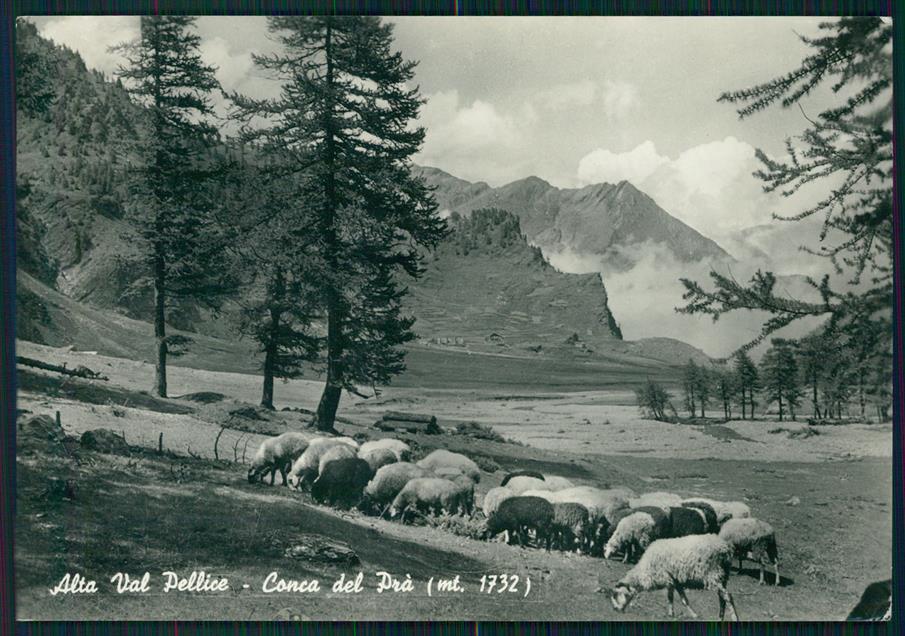 Torino Alta Val Pellice Conca del Prà Pecore Foto FG cartolina MZ2319 – fronte