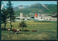 Torino Sestriere Mucche Foto FG cartolina MZ2350 – fronte
