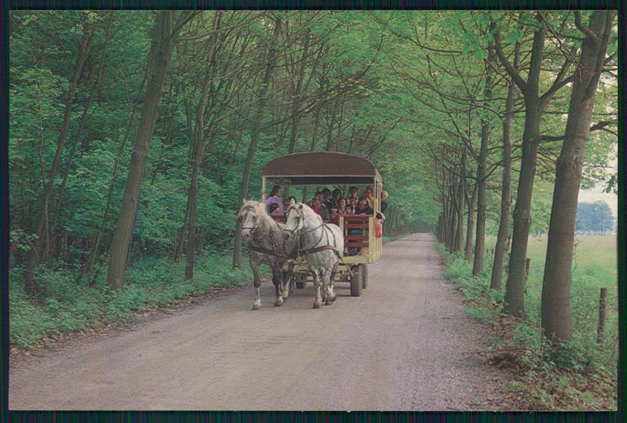 Torino Venaria Reale Parco Regionale Mandria Carrozza Foto FG cartolina MZ3962 – fronte