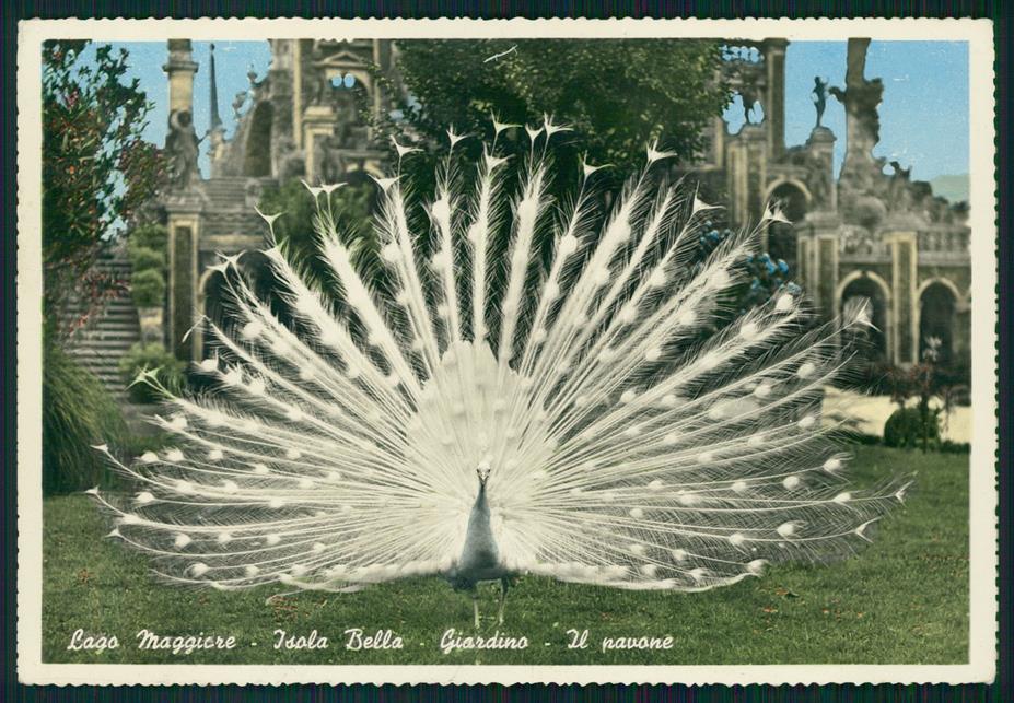 Verbania Stresa Isola Bella Lago Maggiore Pavone Foto FG cartolina MZ4354 – fronte