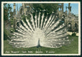 Verbania Stresa Isola Bella Lago Maggiore Pavone Foto FG cartolina MZ4354 – fronte