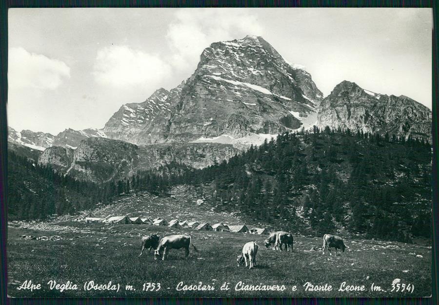 Verbania Alpe Veglia Casolari di Cianciavero Mucche Foto FG cartolina MZ4366 – fronte