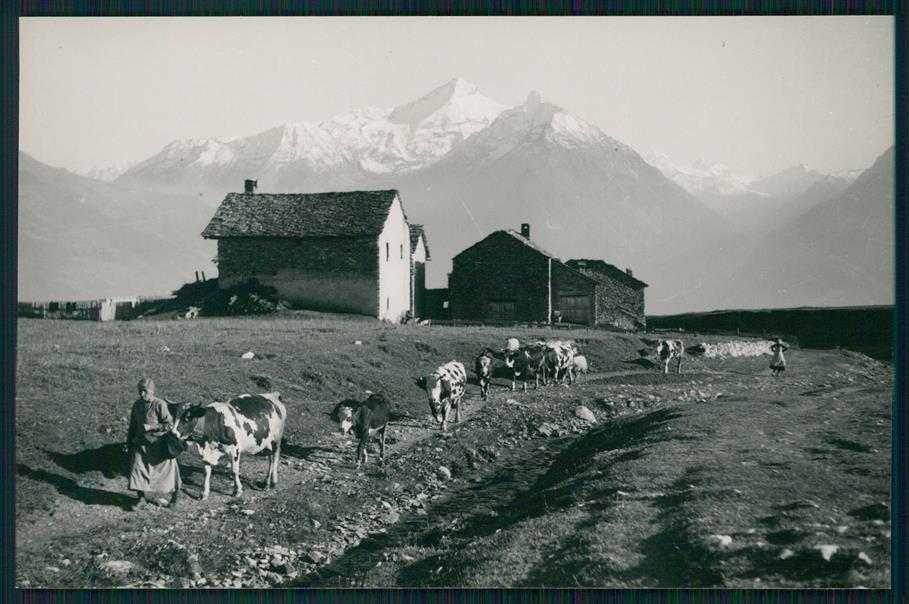 Aosta Saint Nicolas Mucche Foto FG cartolina MZ4481 – fronte