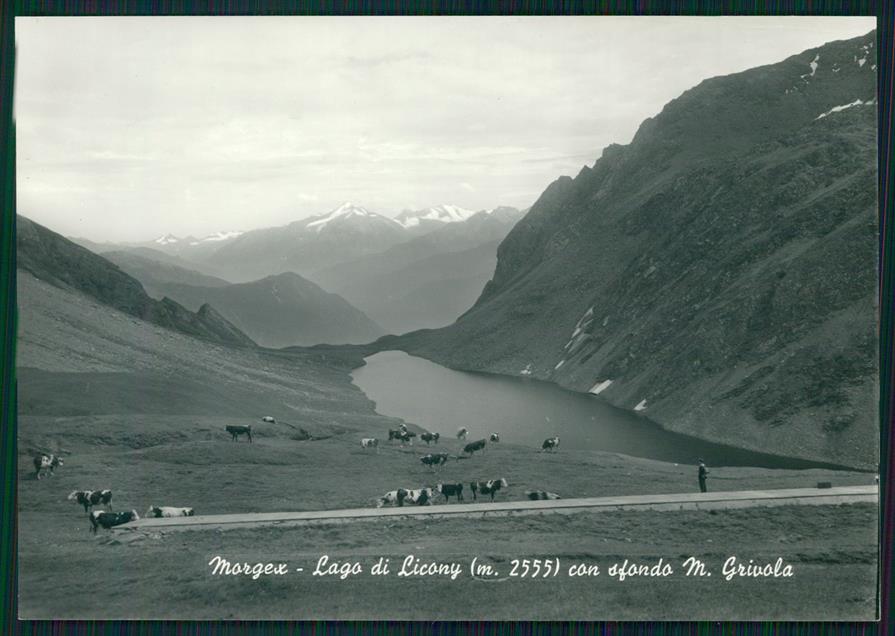 Aosta Morgex Lgo di Licony Mucche Foto FG cartolina MZ4487 – fronte