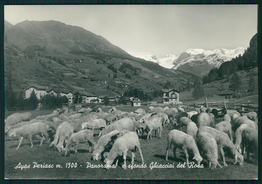 Aosta Ayas Periasc Pecore Foto FG cartolina MZ4520 – fronte