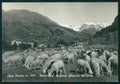 Aosta Ayas Periasc Pecore Foto FG cartolina MZ4520 – fronte