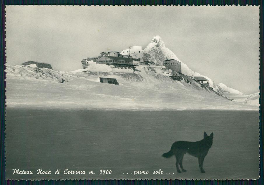Aosta Valtournanche Cervinia Plateau Rosà Neviata Lupo Foto FG cartolina MZ4606 – fronte