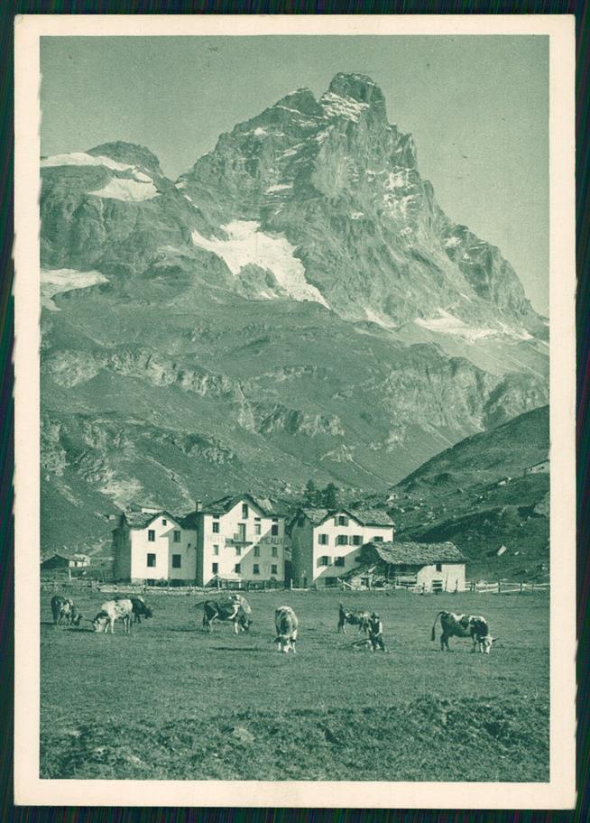 Aosta Monte Cervino Mucche FG cartolina MZ4733 – fronte