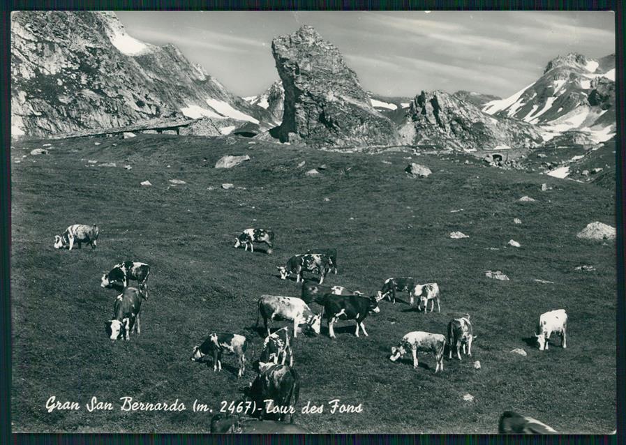 Aosta Gran San Bernardo Tour des Fons Mucche Foto FG cartolina MZ4738 – fronte