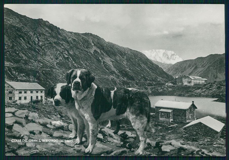 Aosta Colle del Gran San Bernardo Cani Foto FG cartolina MZ4744 – fronte