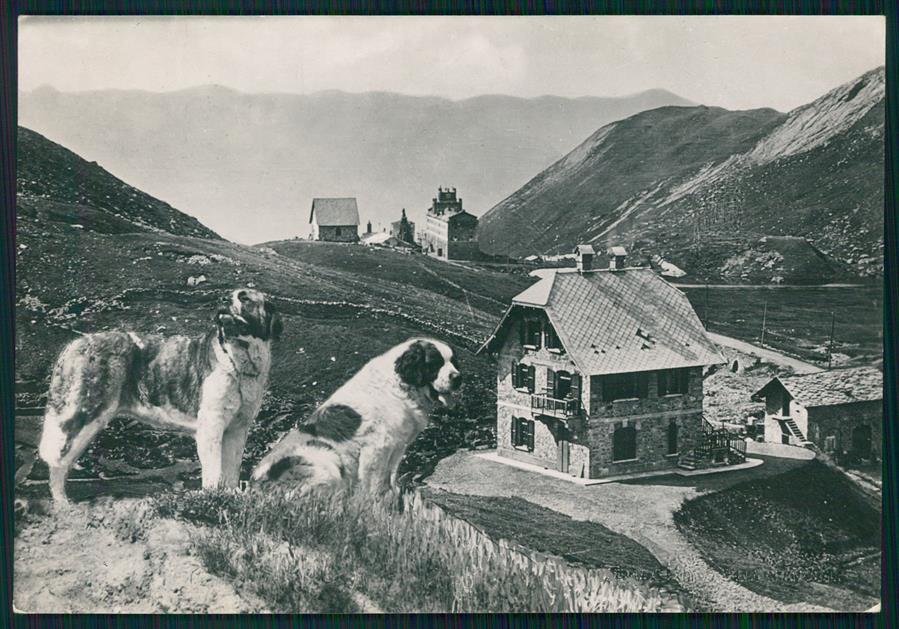 Aosta La Thuile Piccolo San Bernardo Cani Foto FG cartolina MZ4785 – fronte
