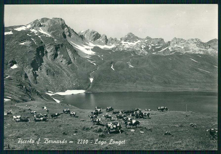 Aosta La Thuile Piccolo San Bernardo Lago Longet Mucche Foto FG cartolina MZ4789 – fronte