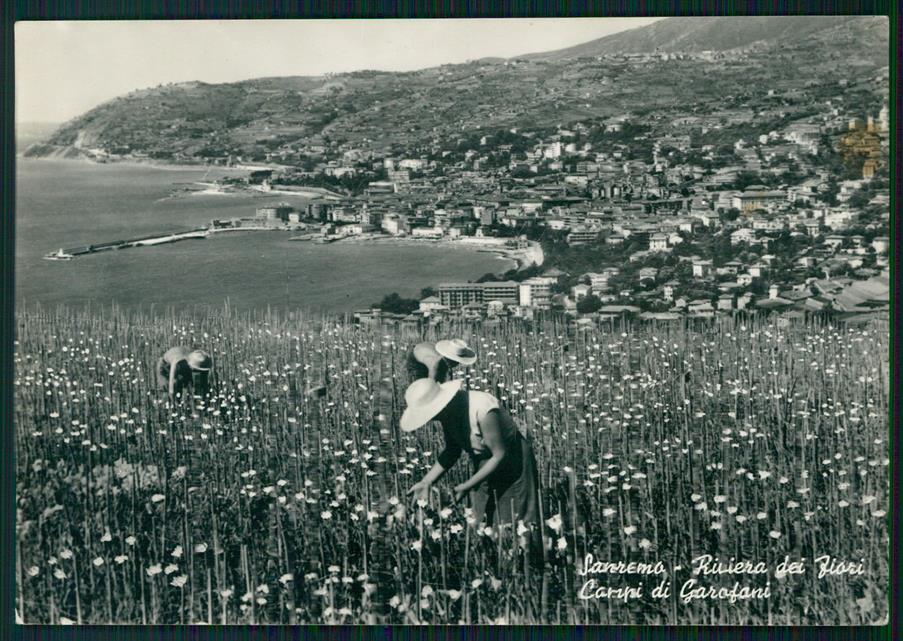 Imperia Sanremo Raccolta Garofani Foto FG cartolina MZ5072 – fronte
