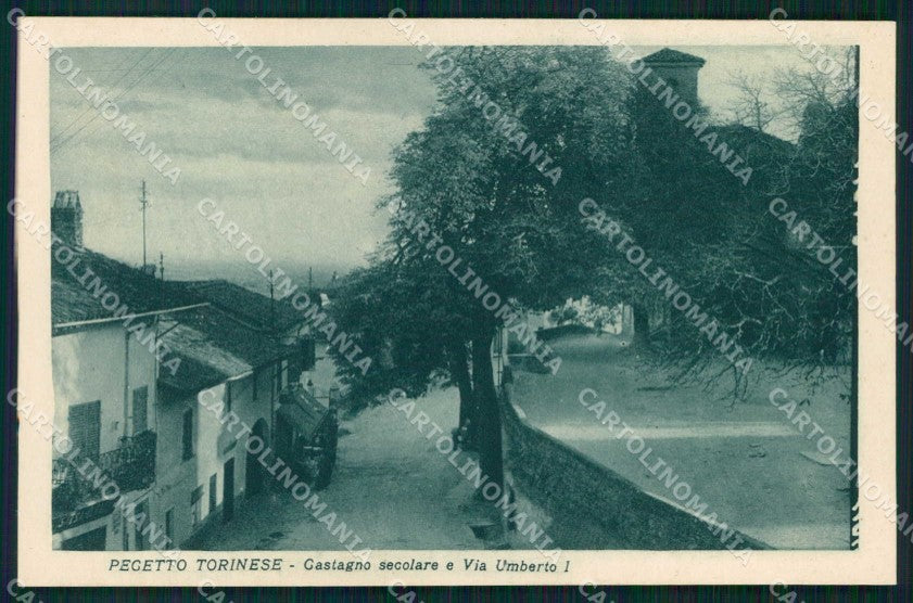 Torino Città Pecetto Castagno Secolare Via Umberto I cartolina MZ9659 – fronte