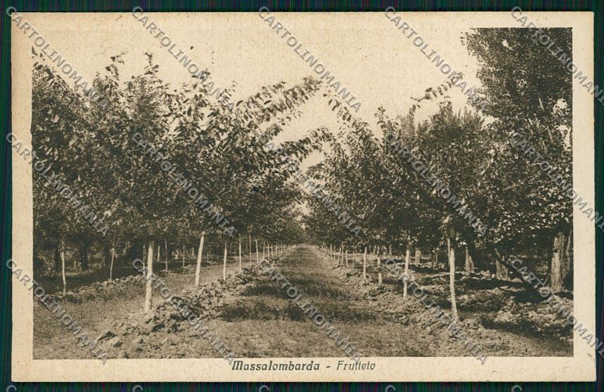 Ravenna Massalombarda cartolina QK0141 – fronte