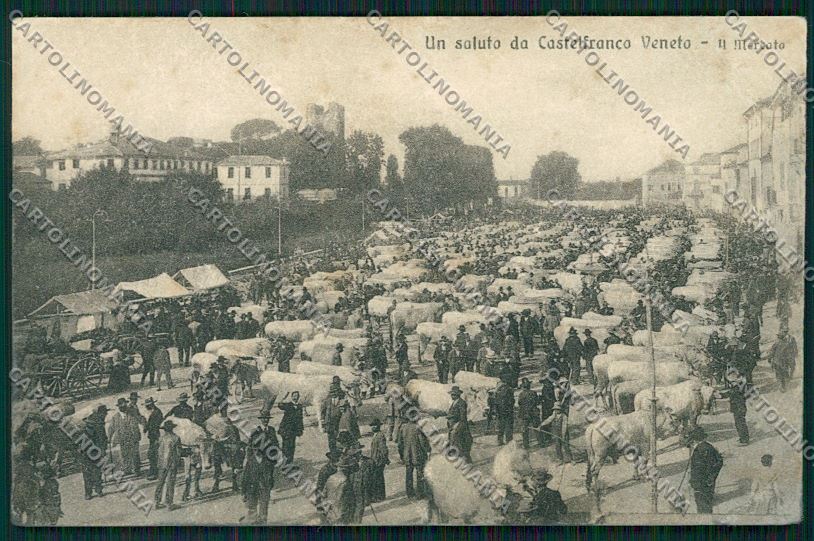 Treviso Castelfranco Veneto Mercato Bestiame ABRASA PIEGA cartolina QK2555 – fronte