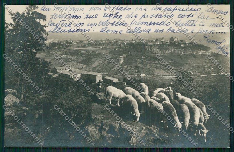 Terni Orvieto Gregge Foto cartolina QK4520 – fronte