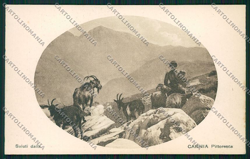 Udine Carnia Capre cartolina QK4593 – fronte