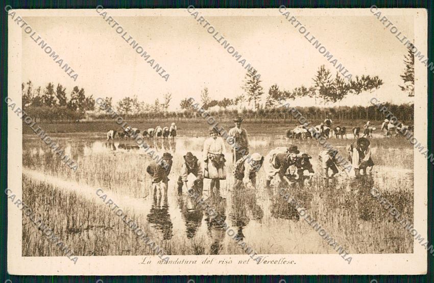 Vercelli Lomellina Risaie Mondine cartolina QK4747 – fronte
