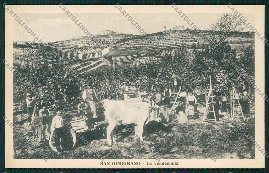 Siena San Gimignano Vendemmia Buoi cartolina QK5097 – fronte