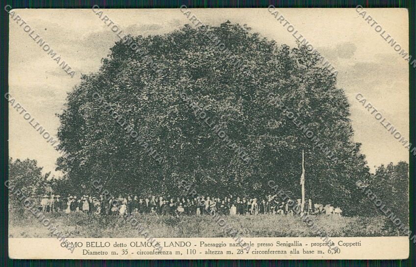 Ancona Senigallia cartolina QQ1220 – fronte