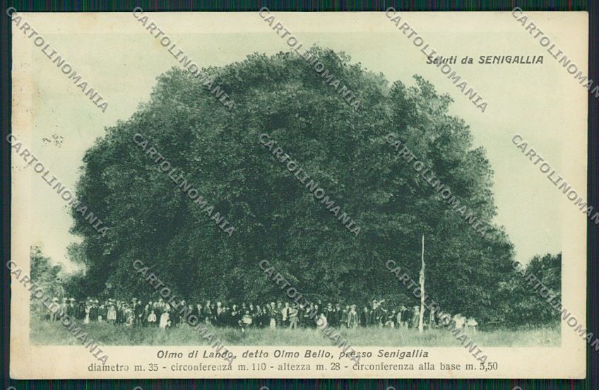 Ancona Senigallia cartolina QQ1230 – fronte