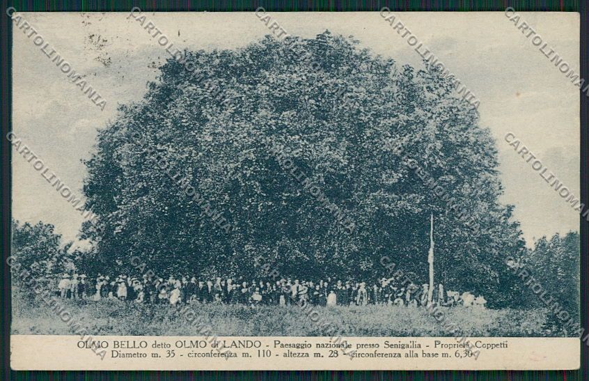 Ancona Senigallia cartolina QQ1231 – fronte