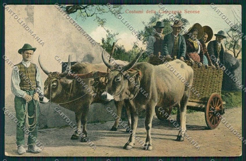 Siena Città Costumi Carro Buoi cartolina QQ1728 – fronte