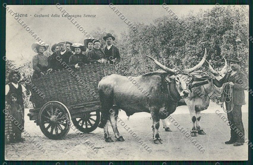 Siena Città Costumi Carro Buoi cartolina QQ1735 – fronte