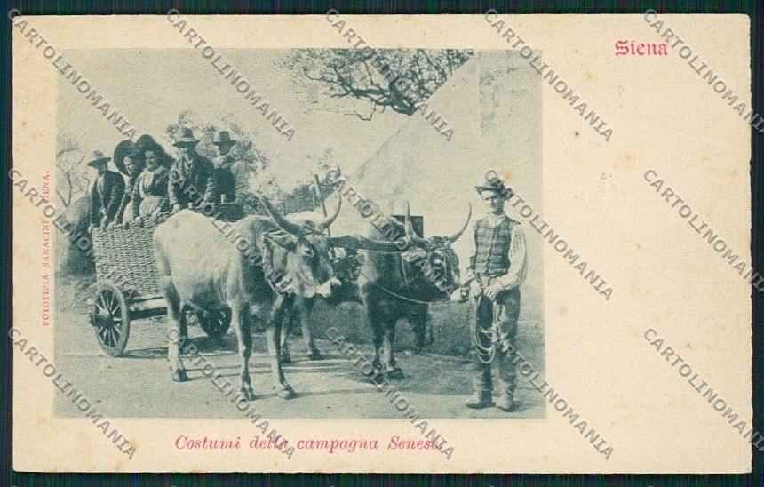 Siena Città Costumi Carro Buoi cartolina QQ1749 – fronte