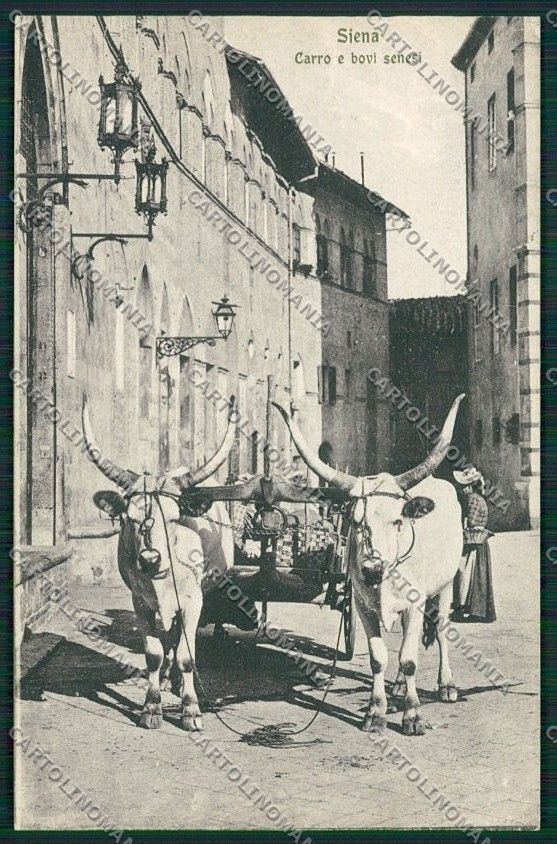 Siena Città Costumi Carro Buoi cartolina QQ1753 – fronte