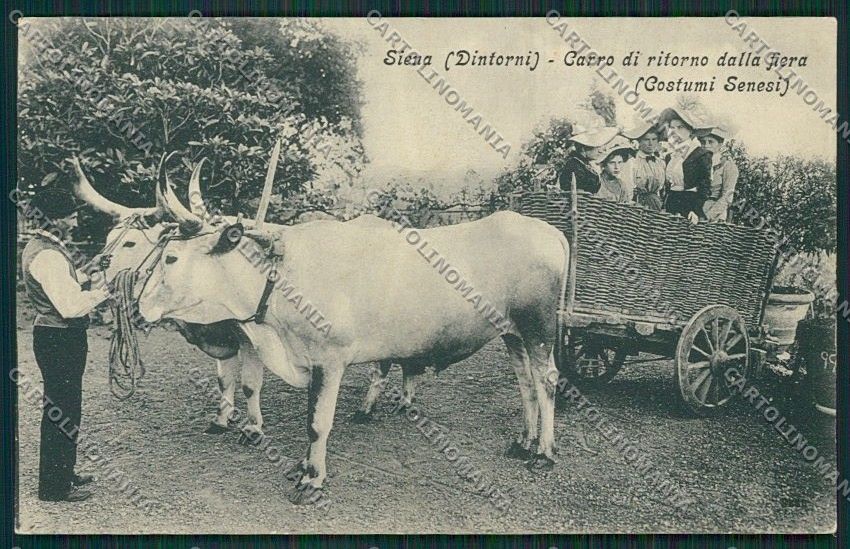 Siena Città Costumi Carro Buoi cartolina QQ1762 – fronte