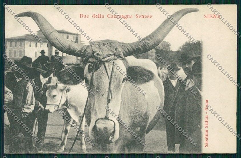 Siena Città Costumi Carro Buoi cartolina QQ1769 – fronte