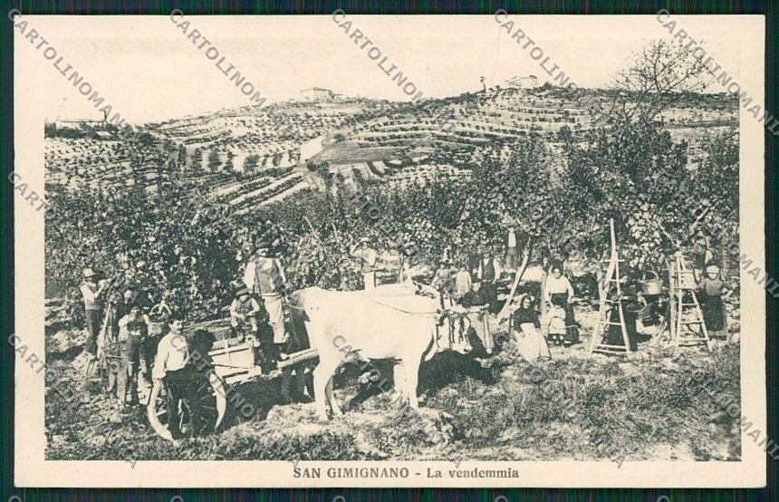 Siena San Gimignano Costumi Carro Buoi Vendemmia cartolina QQ1864 – fronte