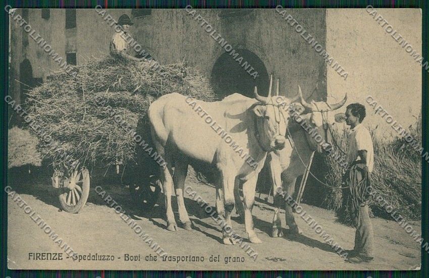 Firenze Costumi Carro Buoi cartolina QQ2251 – fronte