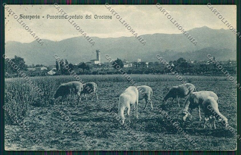 Firenze Scarperia Gregge cartolina QQ2396 – fronte
