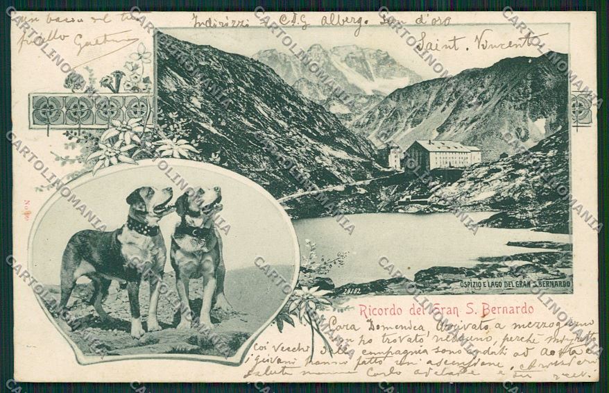 Aosta Gran San Bernardo Cane cartolina QQ5865 – fronte