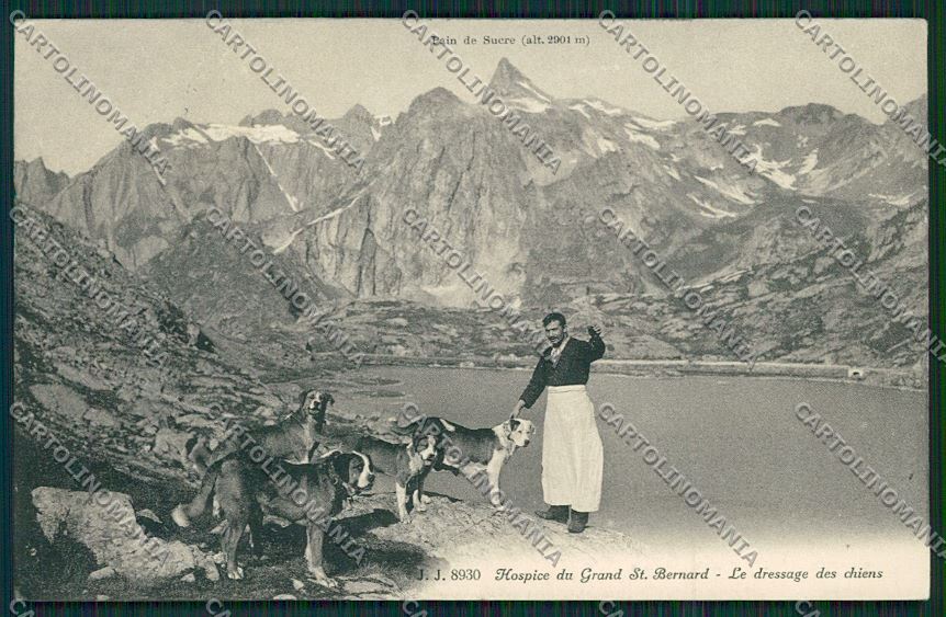 Aosta Gran San Bernardo Cane cartolina QQ5867 – fronte