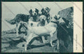 Aosta Gran San Bernardo Cane cartolina QQ5868 – fronte