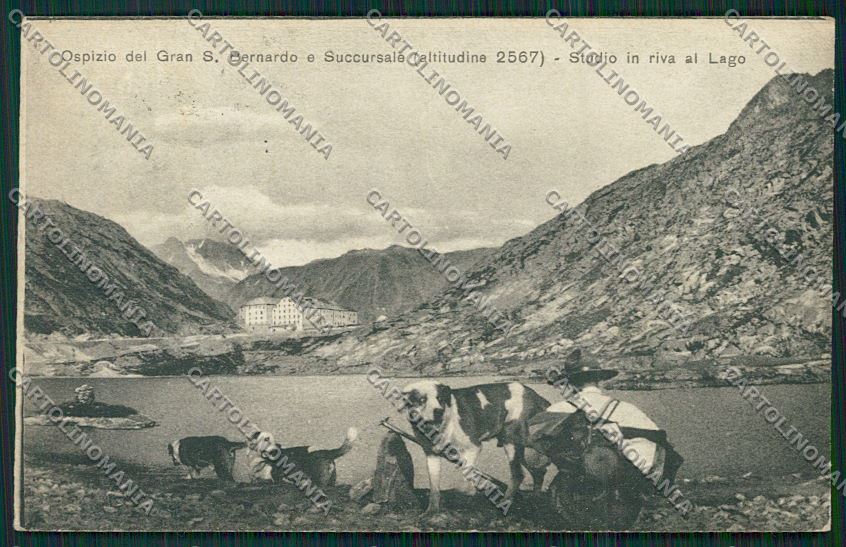 Aosta Gran San Bernardo Cane cartolina QQ5882 – fronte