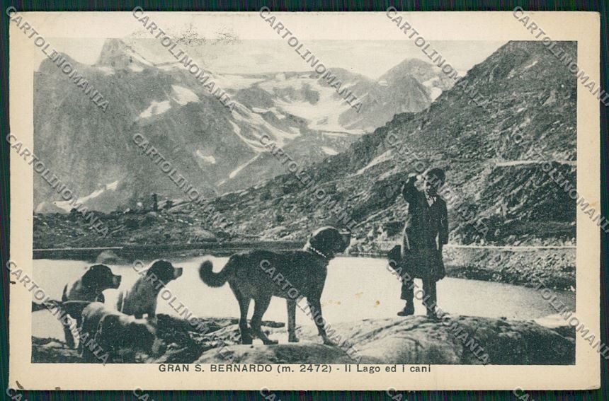 Aosta Gran San Bernardo Cane cartolina QQ5883 – fronte