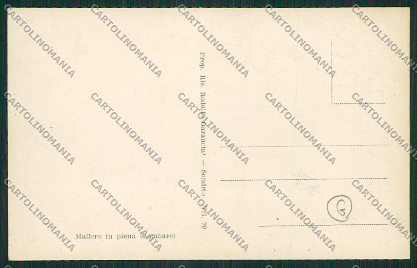 Sondrio Alluvione Foto cartolina QQ7780 – retro