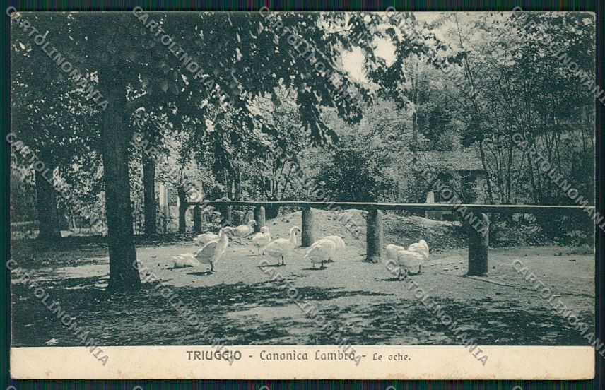 Milano Triuggio cartolina QQ8663 – fronte