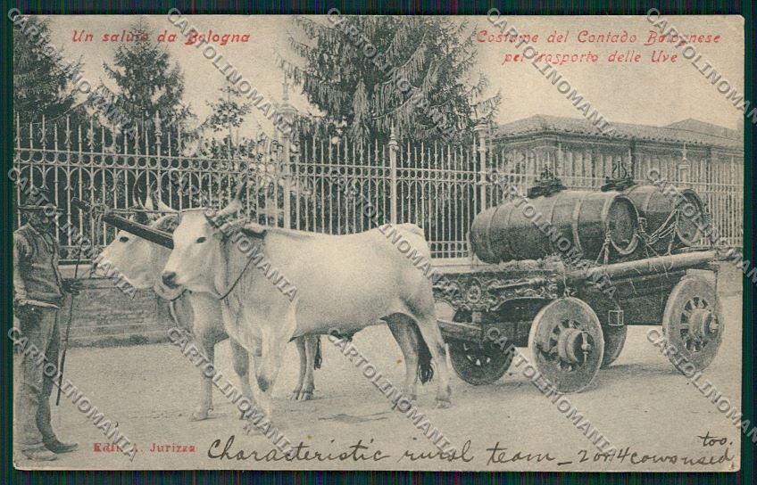 Bologna Costumi trasporto uve cartolina QQ9316 – fronte