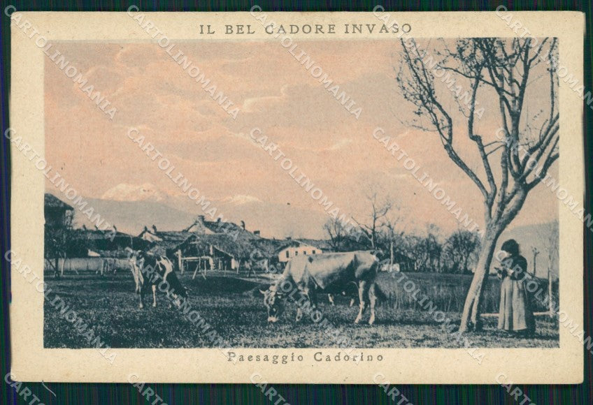 Belluno Paesaggio Cadorino Mucche cartolina QT1164 – fronte