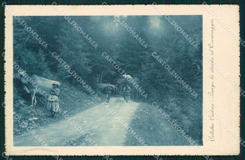 Belluno Calalzo di Cadore Mucca cartolina QT1187 – fronte